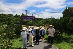 以常山胡柚“微苦回甘”的生镜